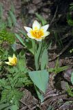 Tulipa berkariensis