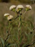 Aster amellus