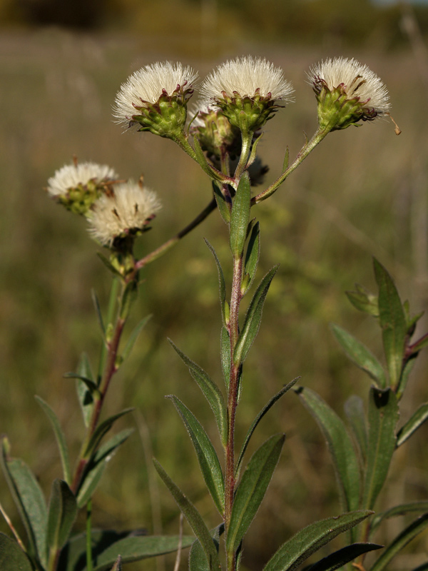 Image of Aster amellus specimen.