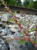 Amaranthus albus