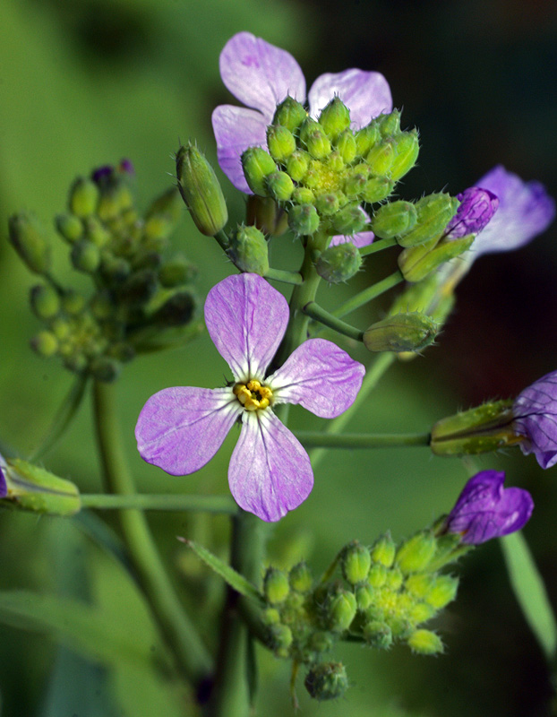 Изображение особи Raphanus raphanistroides.