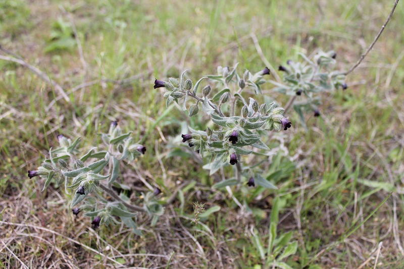 Image of Nonea pulla specimen.