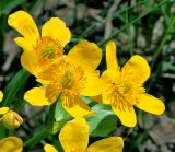 Caltha palustris. Цветки. Московская обл., Раменский р-н, окр. дер. Хрипань, русло речки Хрипань. 09.05.2015.