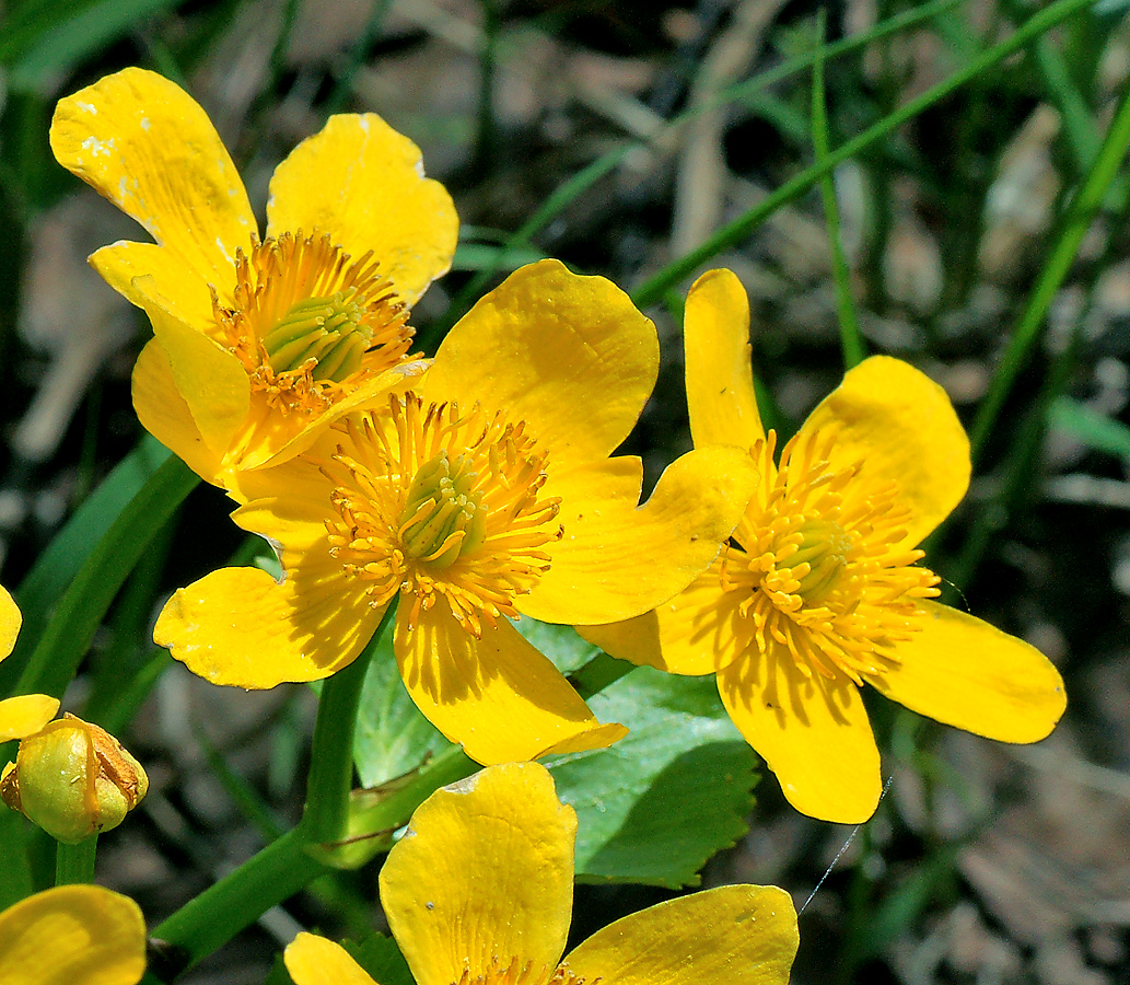 Изображение особи Caltha palustris.