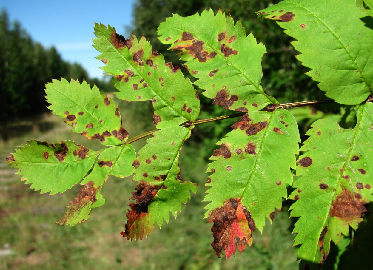 Image of Sorbus aucuparia specimen.