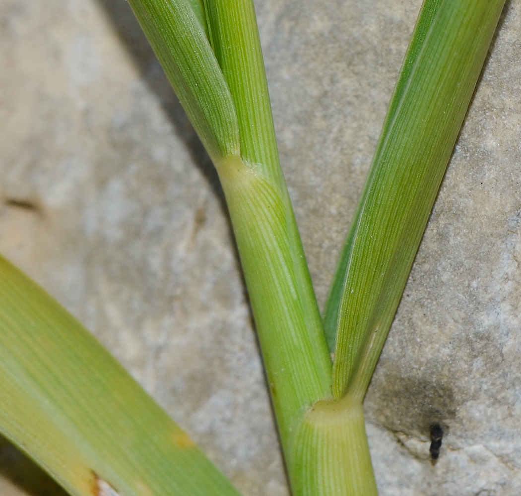 Изображение особи Paspalidium geminatum.