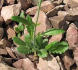 Arabidopsis arenosa