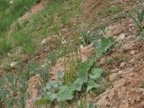 Tussilago farfara