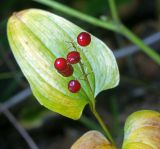 Maianthemum bifolium. Верхушка плодоносящего растения. Московская обл., Раменский р-н, окр. ж.-д. платформы Хрипань, смешанный лес у ЛЭП. 17.09.2015.