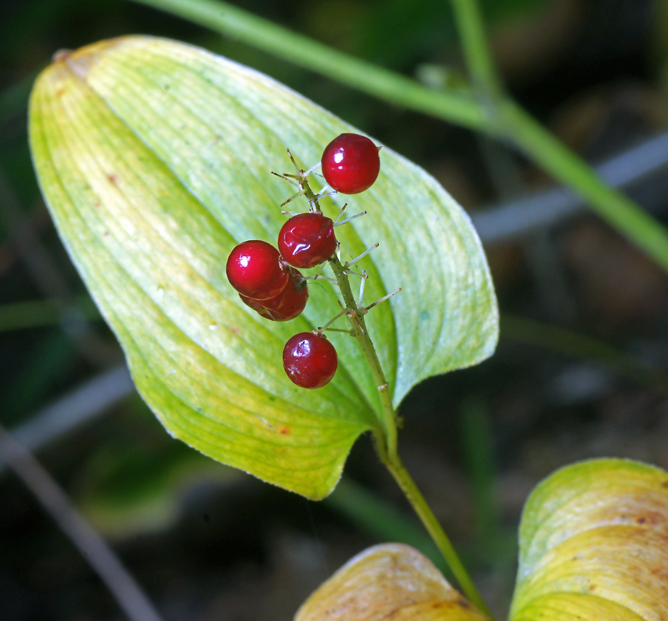 Изображение особи Maianthemum bifolium.