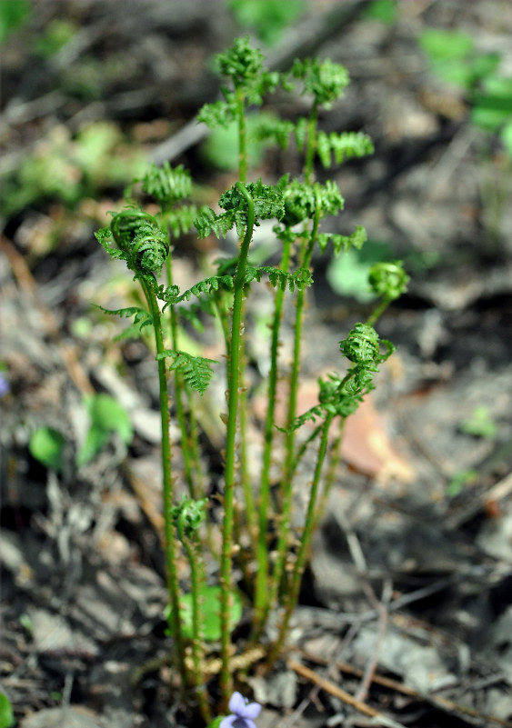 Изображение особи Athyrium filix-femina.