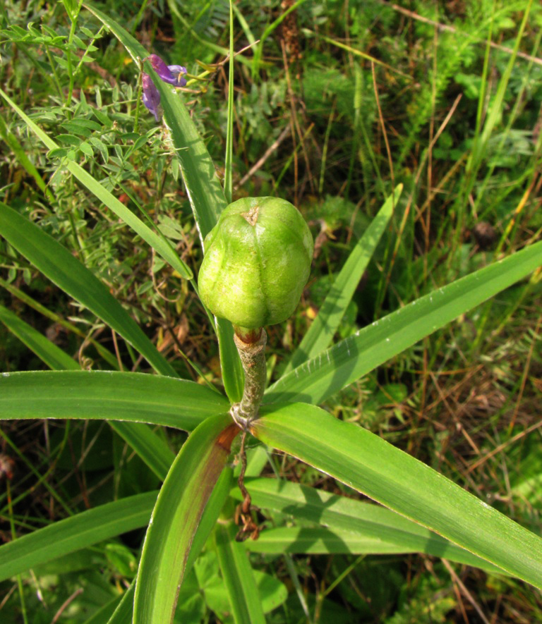 Изображение особи Lilium pensylvanicum.