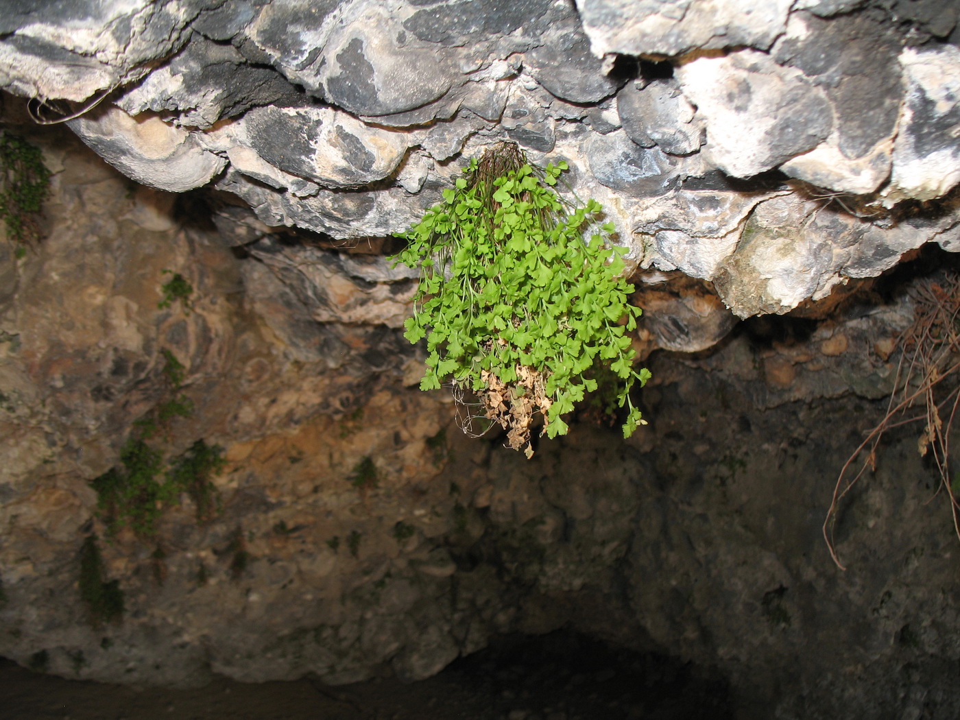 Изображение особи Asplenium ruta-muraria.