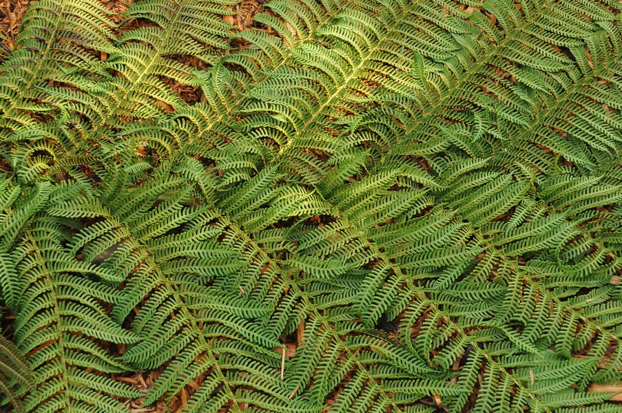 Image of Dicksonia squarrosa specimen.