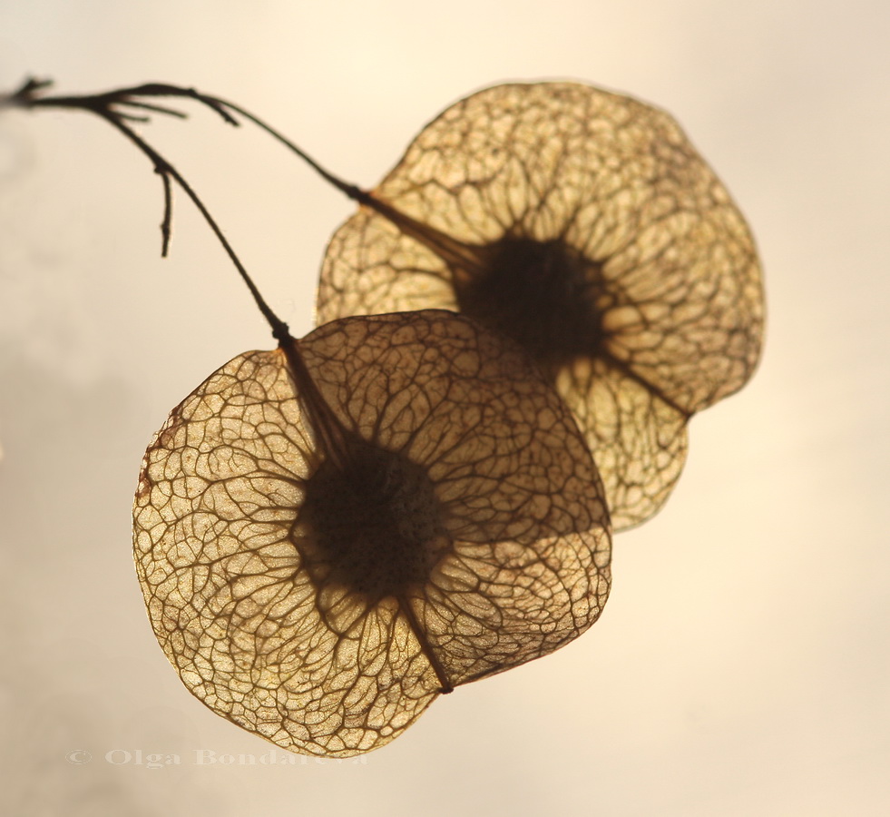 Image of Ptelea trifoliata specimen.