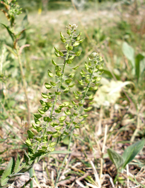 Image of Lepidium campestre specimen.