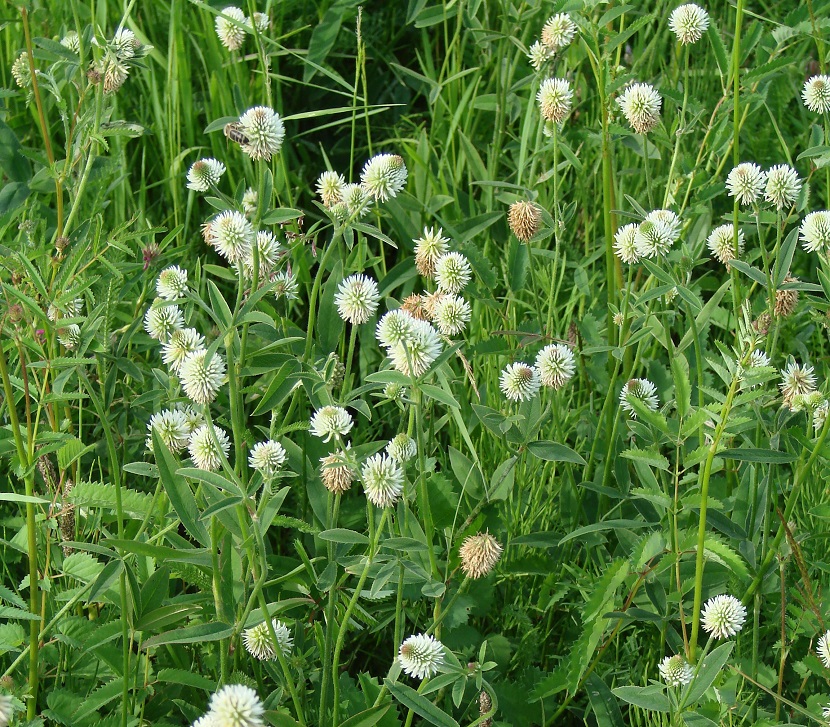 Изображение особи Trifolium montanum.