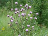 Cirsium setosum. Верхушка цветущего растения. Иркутская обл., Иркутский р-н, долина р. Иркут. 09.08.2014.