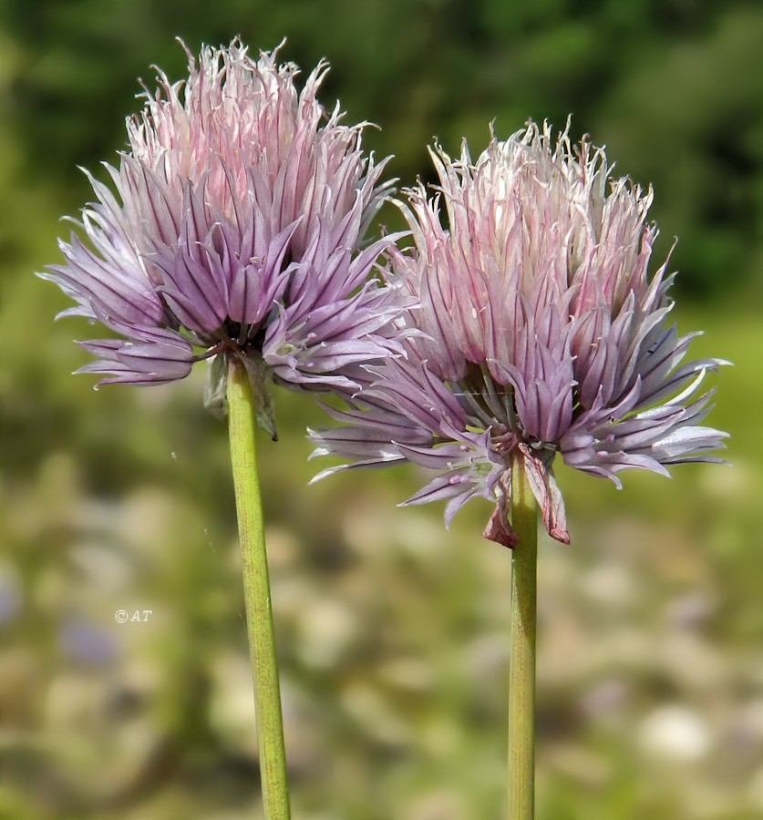 Image of Allium schoenoprasum specimen.