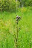 Cirsium palustre