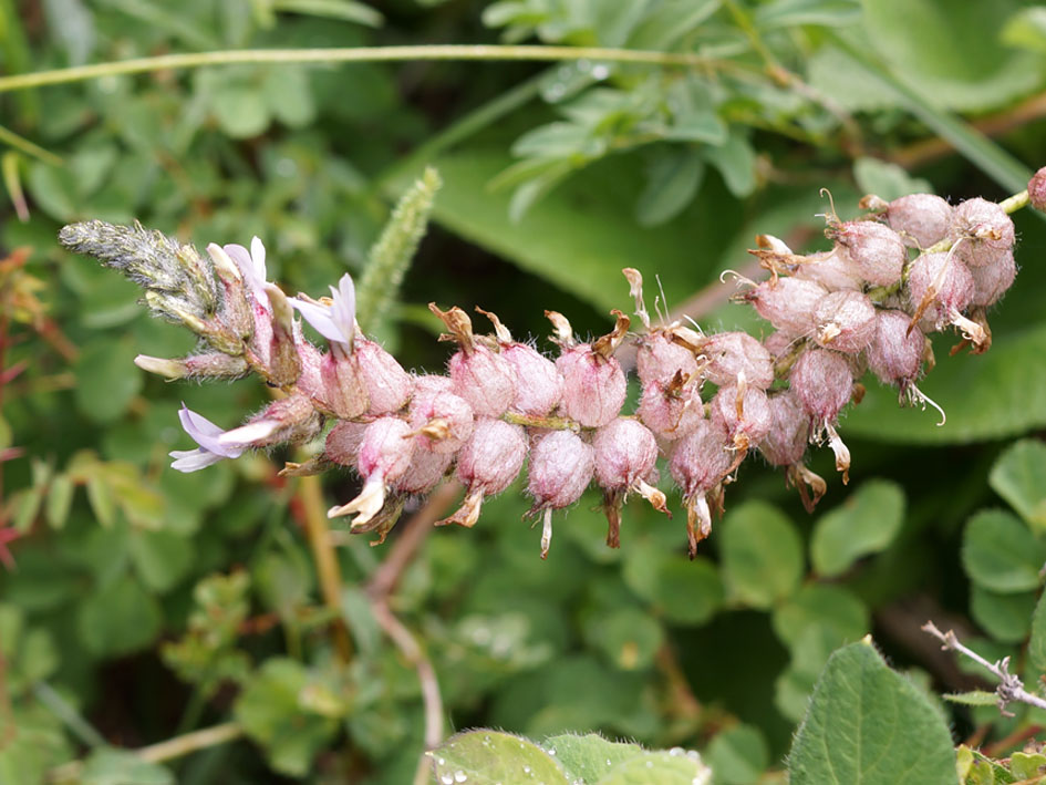 Image of Astragalus dendroides specimen.