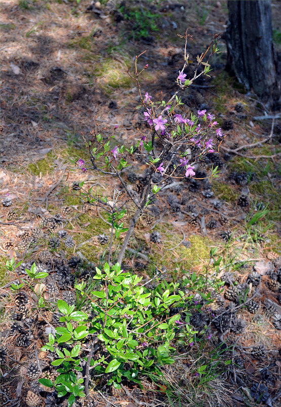 Image of Rhododendron dauricum specimen.