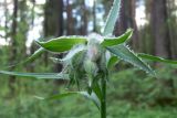 Lilium pilosiusculum. Верхушка растения с бутонами. Свердловская обл., окр. г. Североуральск, травяной сосняк с елью на известняках. 24.06.2014.