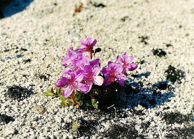 Image of Rhododendron camtschaticum specimen.