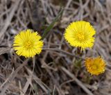 Tussilago farfara