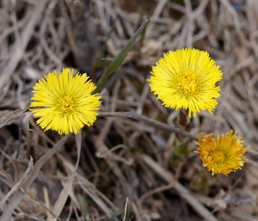 Image of Tussilago farfara specimen.