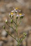 Galatella coriacea. Соцветия. Южный Казахстан, горы Алатау (Даубаба), Восточное ущелье. 11.08.2014.