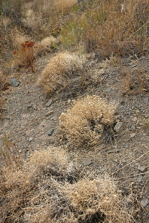 Изображение особи Acanthophyllum pungens.