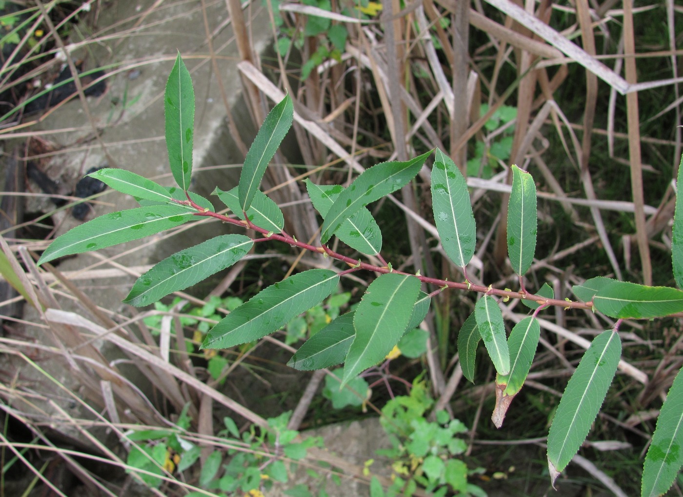 Image of Salix triandra specimen.