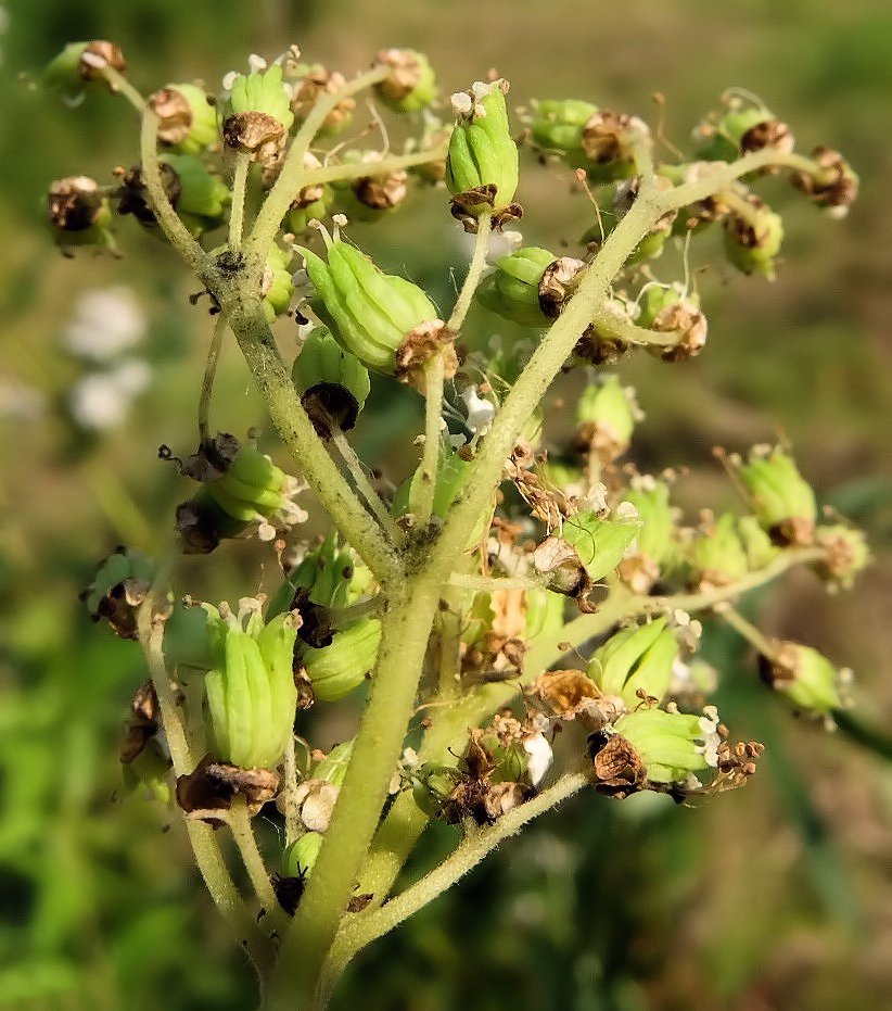 Изображение особи Filipendula angustiloba.