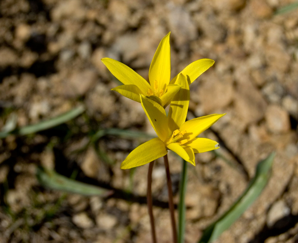 Image of Tulipa heteropetala specimen.