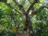 Theobroma cacao