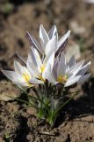 Crocus alatavicus. Цветущие растения на склоне, недавно освободившемся от снега. Южный Казахстан, Сырдарьинский Каратау, р-н перевала Куюк, ущелье Аргыбетсая - левого притока ручья Куюк. 05.03.2016.