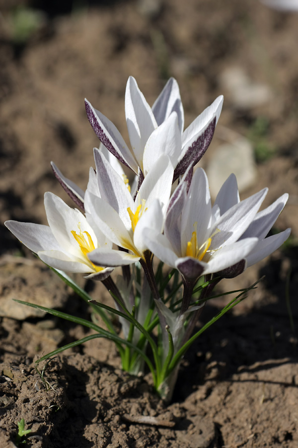 Image of Crocus alatavicus specimen.