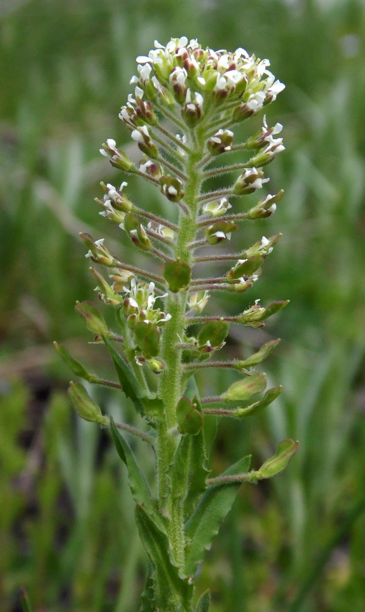 Изображение особи Lepidium campestre.