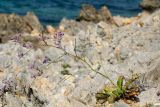 Limonium narbonense