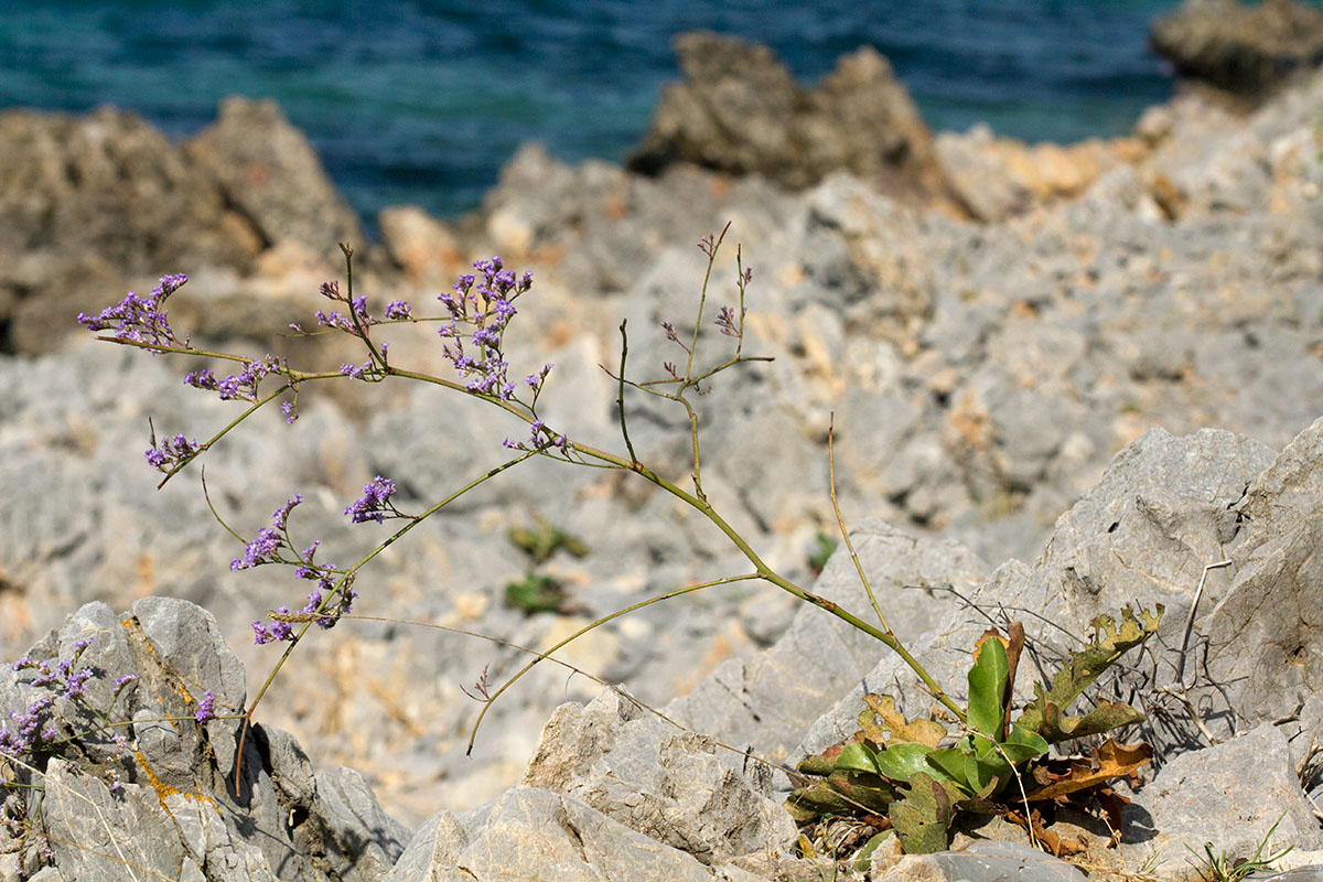 Изображение особи Limonium narbonense.