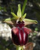 Ophrys mammosa. Цветок. Крым, окр. с. Терновка, редколесье из дуба и можжевельника колючего. 2 мая 2016 г.