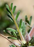 Astragalus spinosus