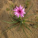 Tragopogon ruber. Цветущее растение. Казахстан, пески Приаральские Каракумы близ Аральска. 26.04.2006.