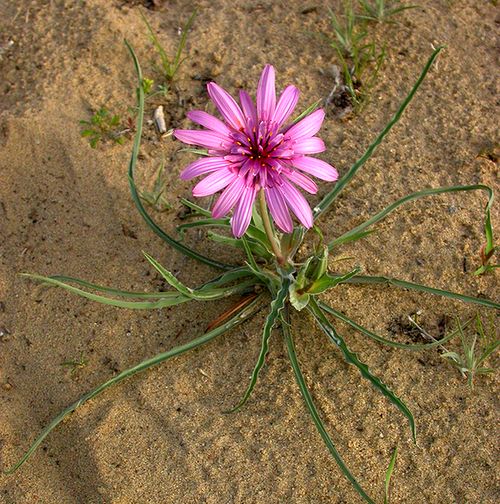 Image of Tragopogon ruber specimen.