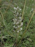 Alyssum lenense