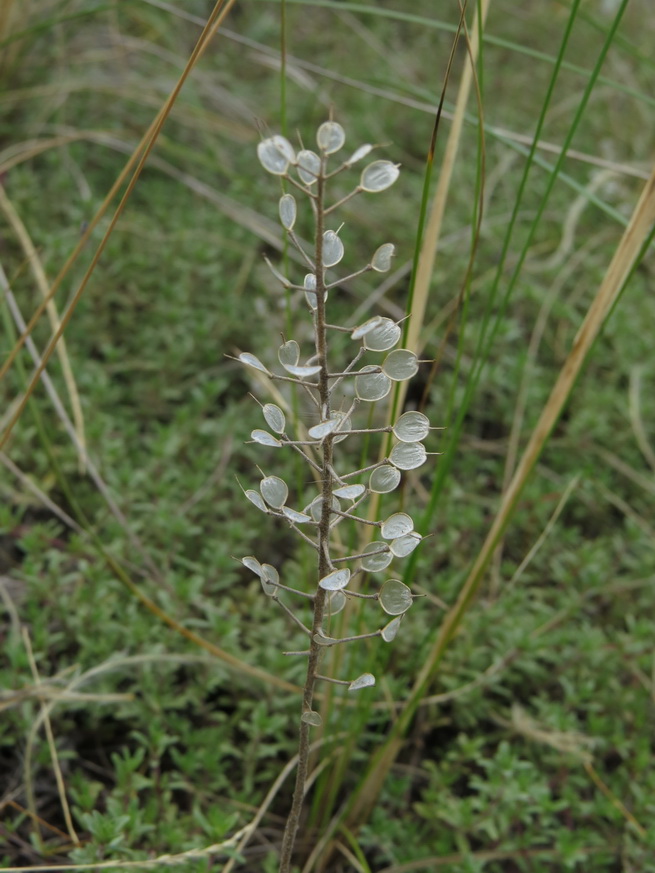 Image of Alyssum lenense specimen.