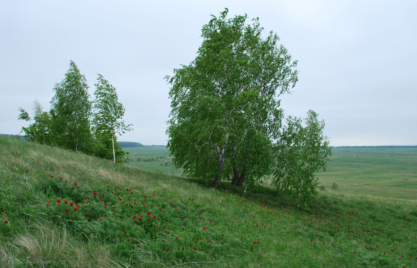 Изображение особи Paeonia tenuifolia.