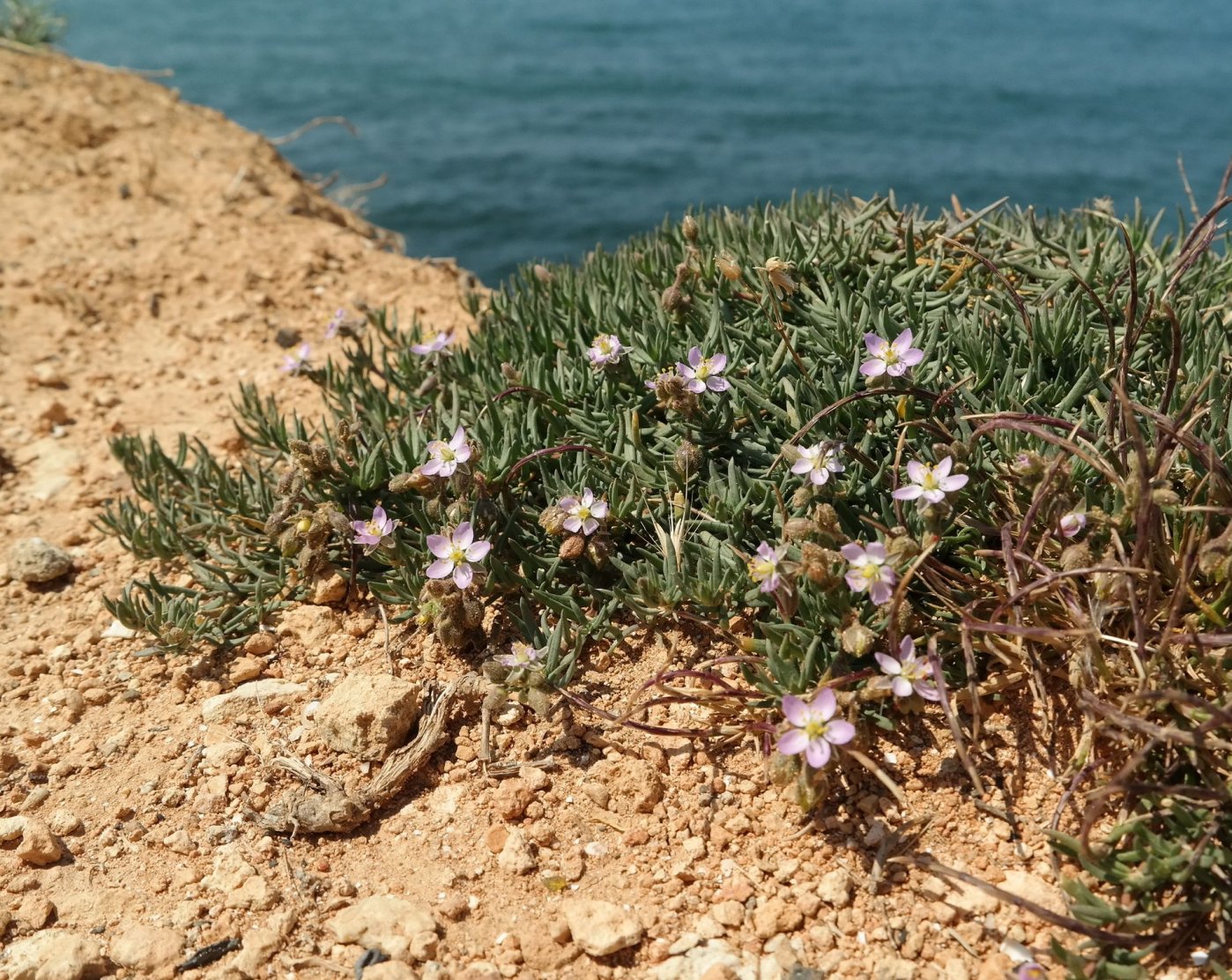 Image of Spergularia media specimen.