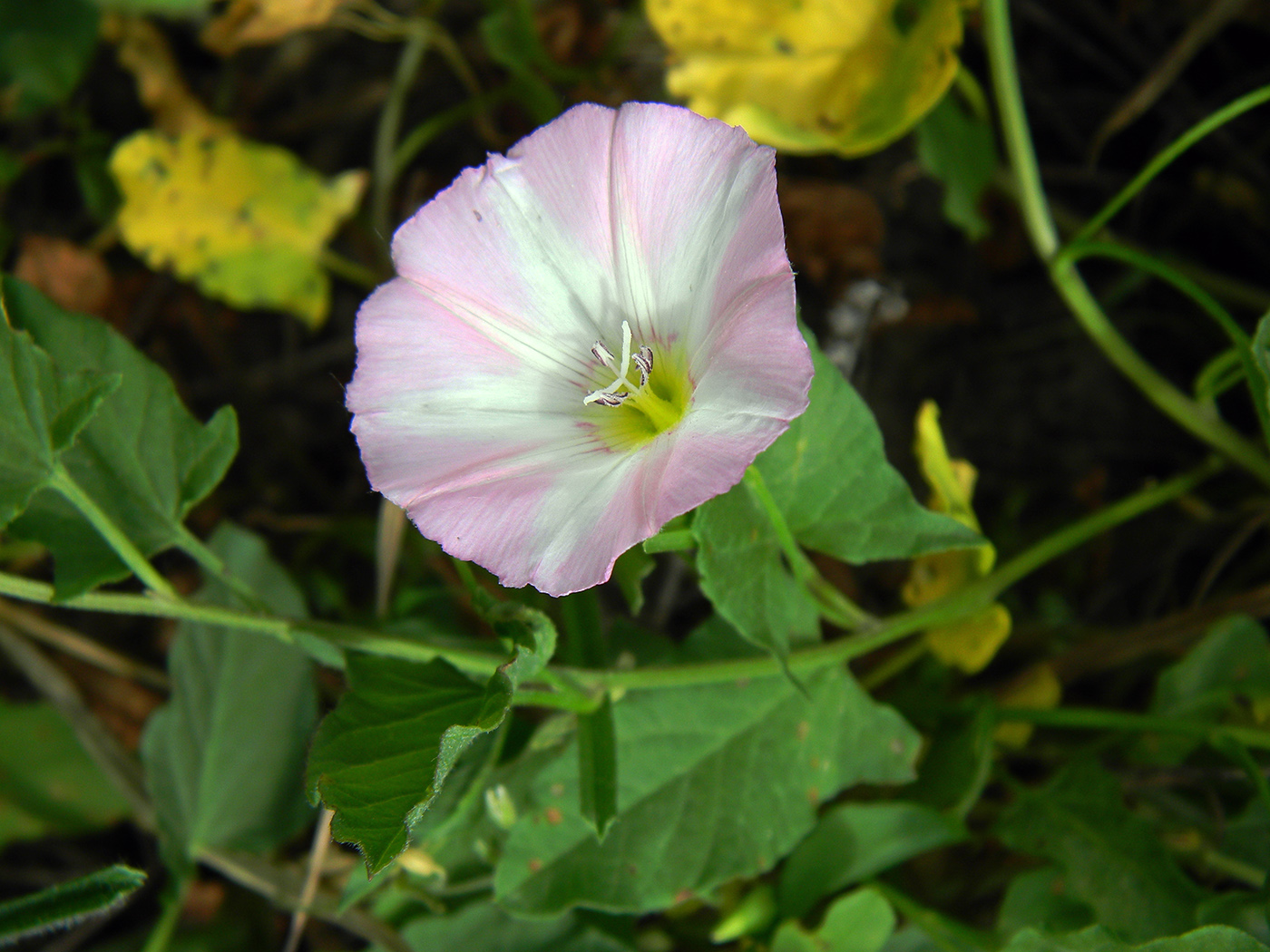 Image of Convolvulus arvensis specimen.